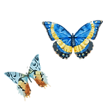 水彩バタフライ6