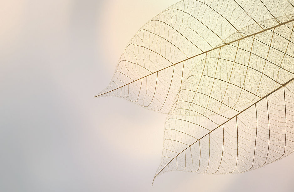 Two%20Dried%20Leaves_edited.jpg