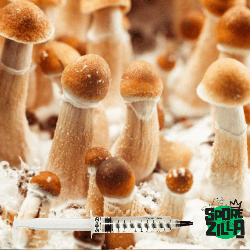 Penis Envy Mushroom Spore Syringe