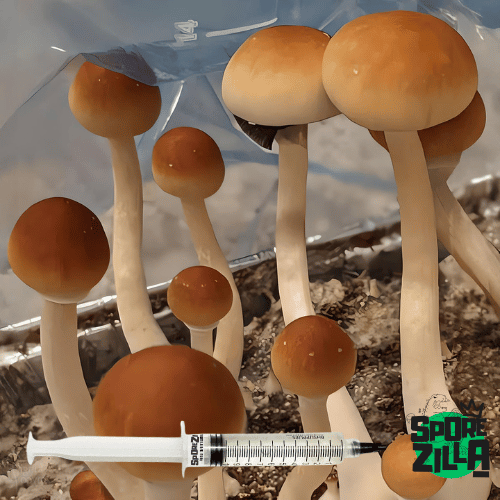 Cambodian Mushroom Magic Spores Liquid Culture