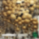 B+ Spore Syringe Mushroom Spores
