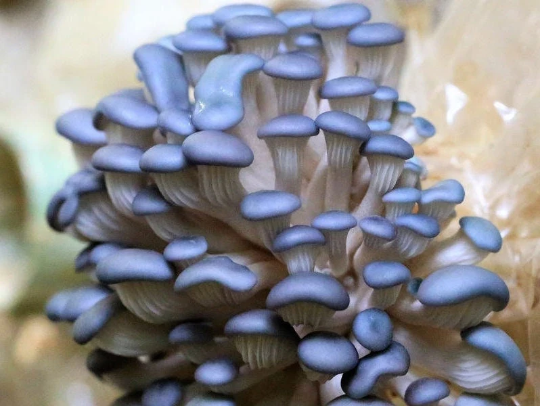 Thumbnail: Mushroom Culture on Agar