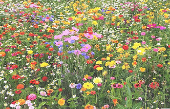 wildflowers_edited.jpg