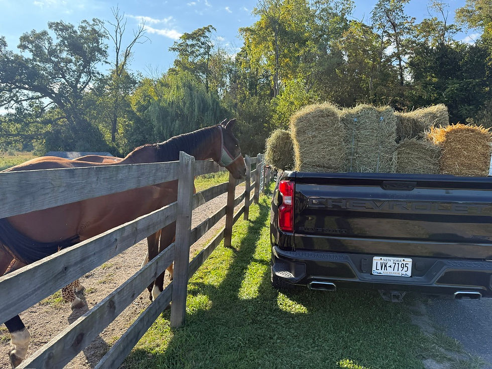 Wide angle view of a stable with horses grazing in the pasture