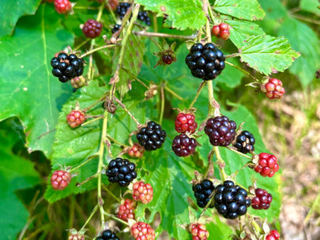 Blackberries