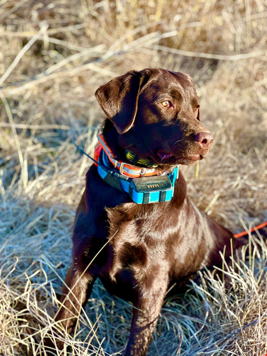 Fieldstone kennels, labrador retriever puppies, yellow lab puppies, black labrador puppies, chocolate lab puppies, english labrador, labrador puppies, labrador puppies for sale, labrador retriever for sale, english labrador retriever, labrador puppies for sale near me, english lab puppies for sale near me
