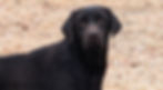 Fieldstone kennels, labrador retriever puppies, yellow lab puppies, black labrador puppies, chocolate lab puppies, english labrador, labrador puppies, labrador puppies for sale, labrador retriever for sale, english labrador retriever, labrador puppies for sale near me, english lab puppies for sale near me