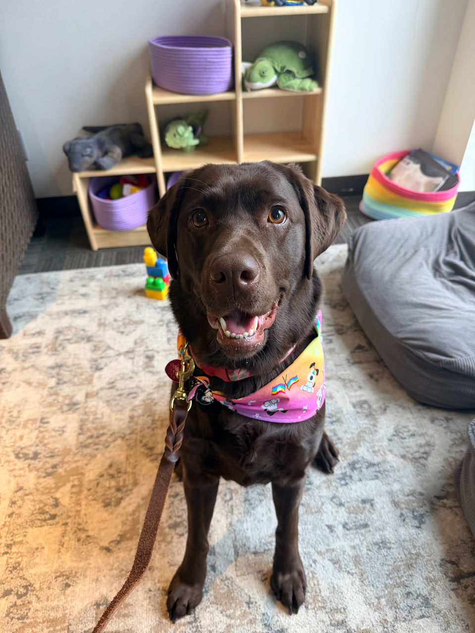 Female Chocolate English Labrador Retriever from Fieldstone Kennels in Milaca MN
