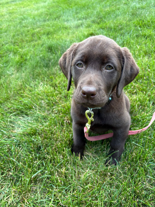 english lab puppy from Fieldstone kennels in Milaca MN