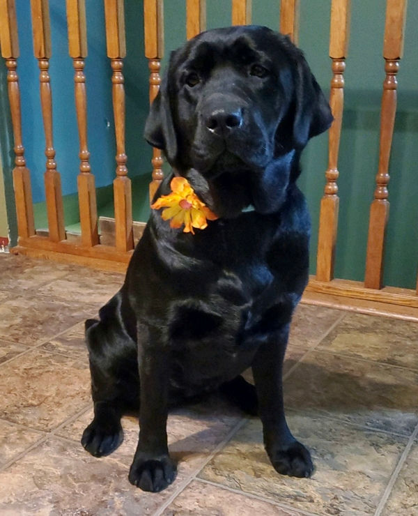 Fieldstone kennels, labrador retriever puppies, yellow lab puppies, black labrador puppies, chocolate lab puppies, english labrador, labrador puppies, labrador puppies for sale, labrador retriever for sale, english labrador retriever, labrador puppies for sale near me, english lab puppies for sale near me