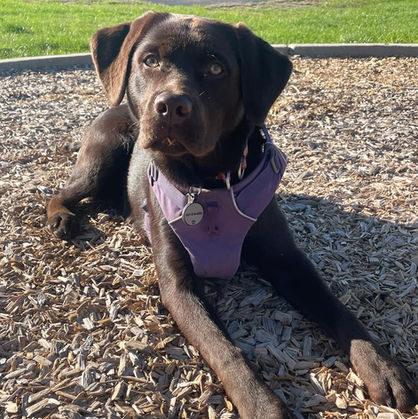 Fieldstone kennels, labrador retriever puppies, yellow lab puppies, black labrador puppies, chocolate lab puppies, english labrador, labrador puppies, labrador puppies for sale, labrador retriever for sale, english labrador retriever, labrador puppies for sale near me, english lab puppies for sale near me
