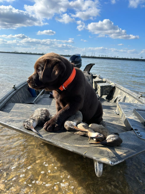 Fieldstone kennels, labrador retriever puppies, yellow lab puppies, black labrador puppies, chocolate lab puppies, english labrador, labrador puppies, labrador puppies for sale, labrador retriever for sale, english labrador retriever, labrador puppies for sale near me, english lab puppies for sale near me

