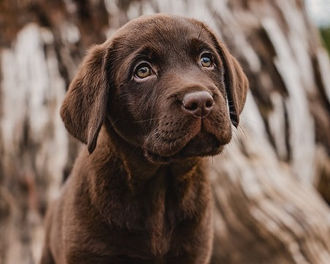 Fieldstone kennels, labrador retriever puppies, yellow lab puppies, black labrador puppies, chocolate lab puppies, english labrador, labrador puppies, labrador puppies for sale, labrador retriever for sale, english labrador retriever, labrador puppies for sale near me, english lab puppies for sale near me
