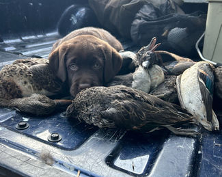 Fieldstone kennels, labrador retriever puppies, yellow lab puppies, black labrador puppies, chocolate lab puppies, english labrador, labrador puppies, labrador puppies for sale, labrador retriever for sale, english labrador retriever, labrador puppies for sale near me, english lab puppies for sale near me
