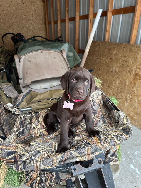 Fieldstone kennels, labrador retriever puppies, yellow lab puppies, black labrador puppies, chocolate lab puppies, english labrador, labrador puppies, labrador puppies for sale, labrador retriever for sale, english labrador retriever, labrador puppies for sale near me, english lab puppies for sale near me
