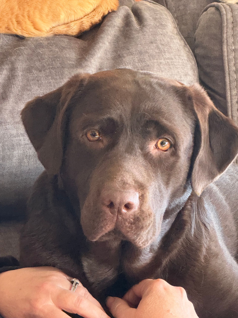 Chocolate English Labrador Retriever from Fieldstone Kennels