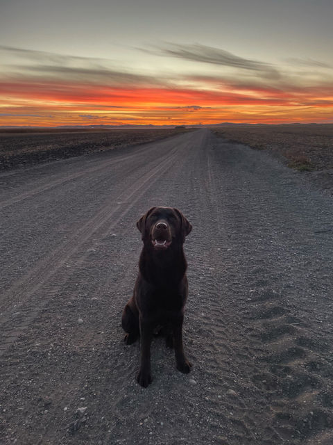 Fieldstone kennels, labrador retriever puppies, yellow lab puppies, black labrador puppies, chocolate lab puppies, english labrador, labrador puppies, labrador puppies for sale, labrador retriever for sale, english labrador retriever, labrador puppies for sale near me, english lab puppies for sale near me
