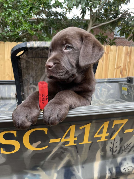 Fieldstone kennels, labrador retriever puppies, yellow lab puppies, black labrador puppies, chocolate lab puppies, english labrador, labrador puppies, labrador puppies for sale, labrador retriever for sale, english labrador retriever, labrador puppies for sale near me, english lab puppies for sale near me
