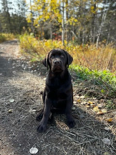 Fieldstone kennels, labrador retriever puppies, yellow lab puppies, black labrador puppies, chocolate lab puppies, english labrador, labrador puppies, labrador puppies for sale, labrador retriever for sale, english labrador retriever, labrador puppies for sale near me, english lab puppies for sale near me
