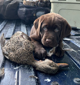 Fieldstone kennels, labrador retriever puppies, yellow lab puppies, black labrador puppies, chocolate lab puppies, english labrador, labrador puppies, labrador puppies for sale, labrador retriever for sale, english labrador retriever, labrador puppies for sale near me, english lab puppies for sale near me
