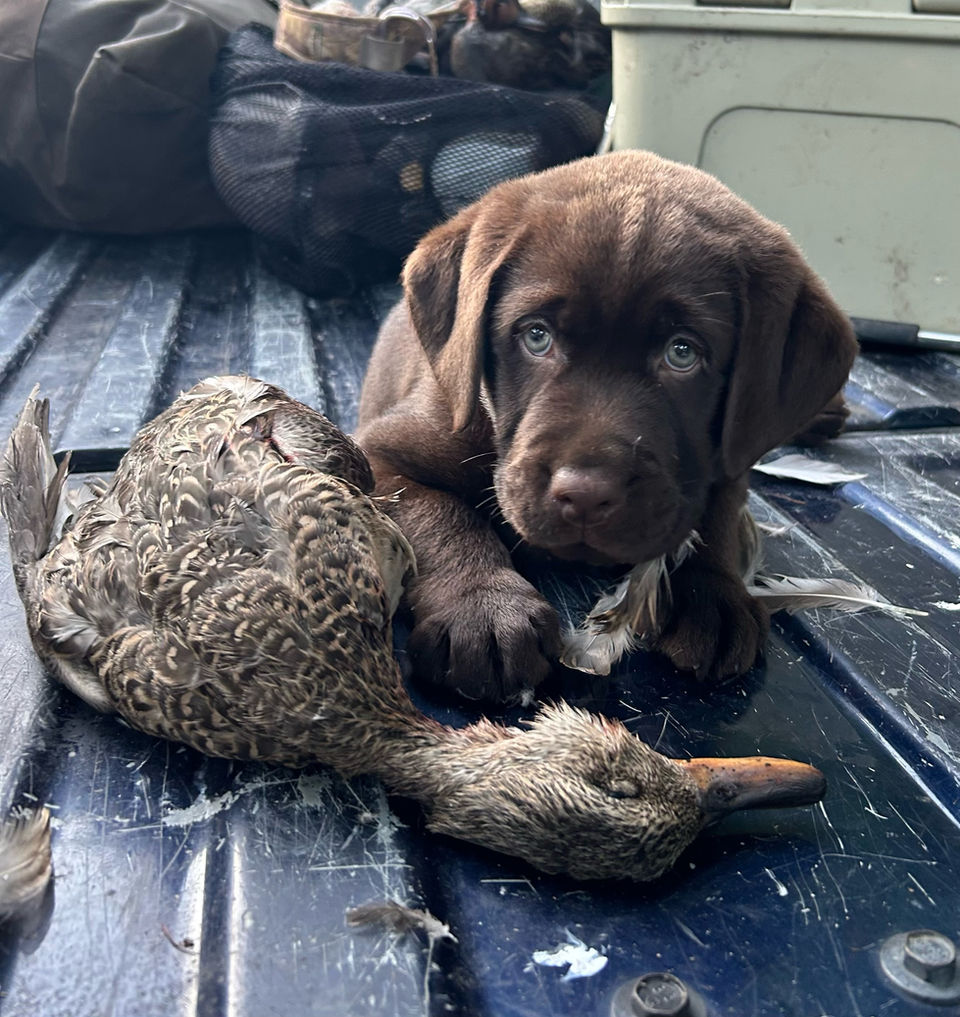 Fieldstone kennels, labrador retriever puppies, yellow lab puppies, black labrador puppies, chocolate lab puppies, english labrador, labrador puppies, labrador puppies for sale, labrador retriever for sale, english labrador retriever, labrador puppies for sale near me, english lab puppies for sale near me
