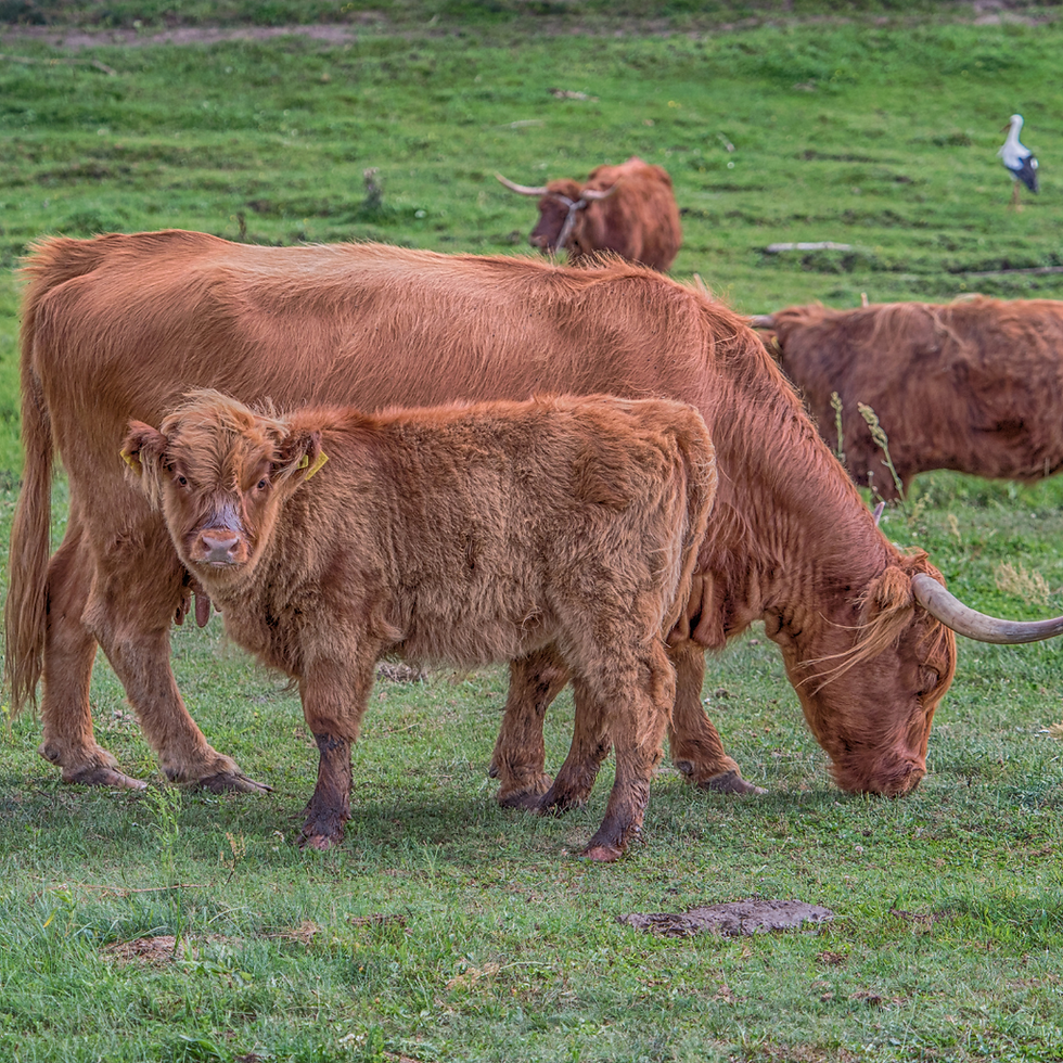 Highland cow and calf grazing in a green field, illustrating differences in Highland cow vs regular cow features.