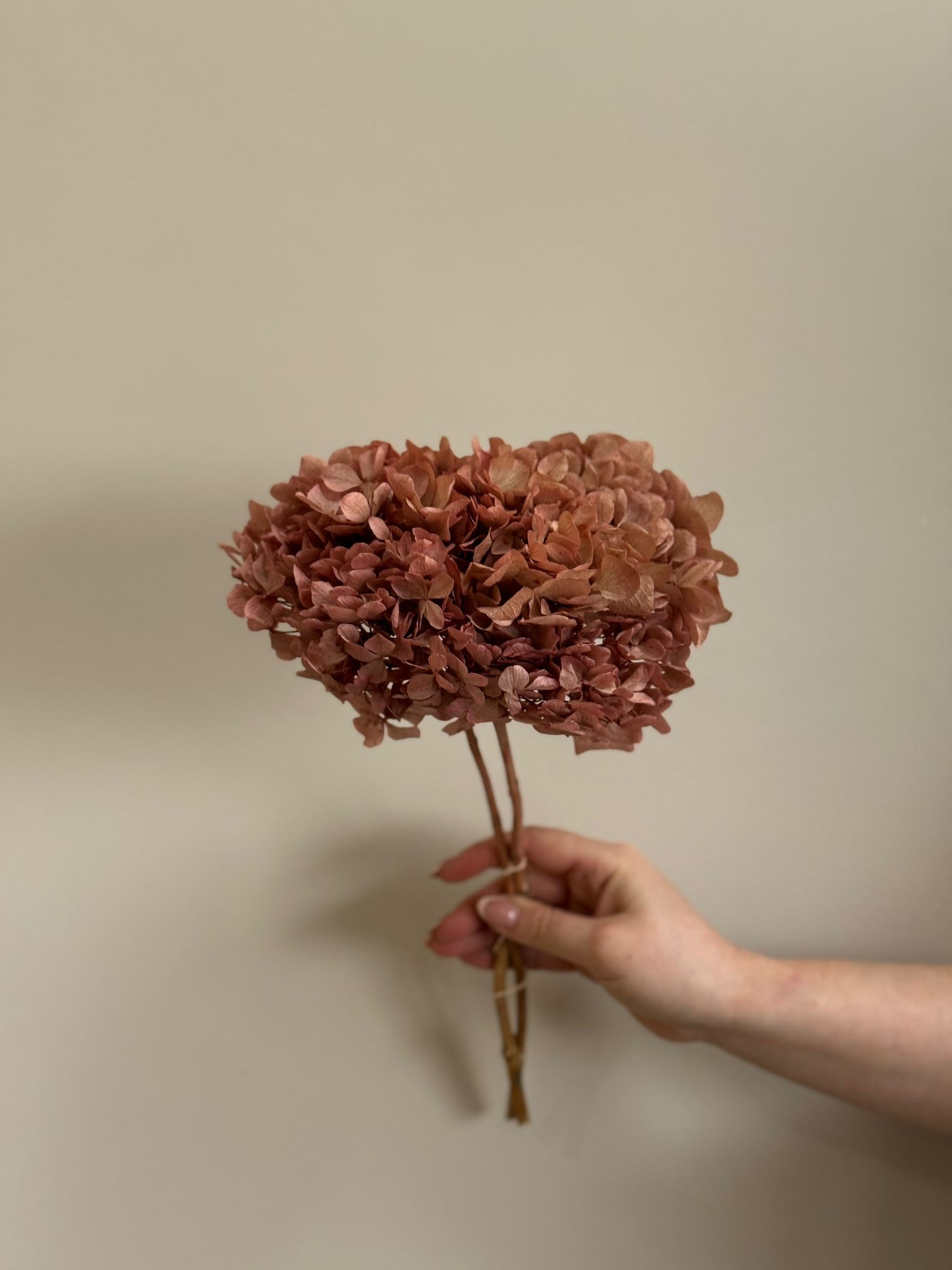 Dried Salmon Hydrangeas Bunch