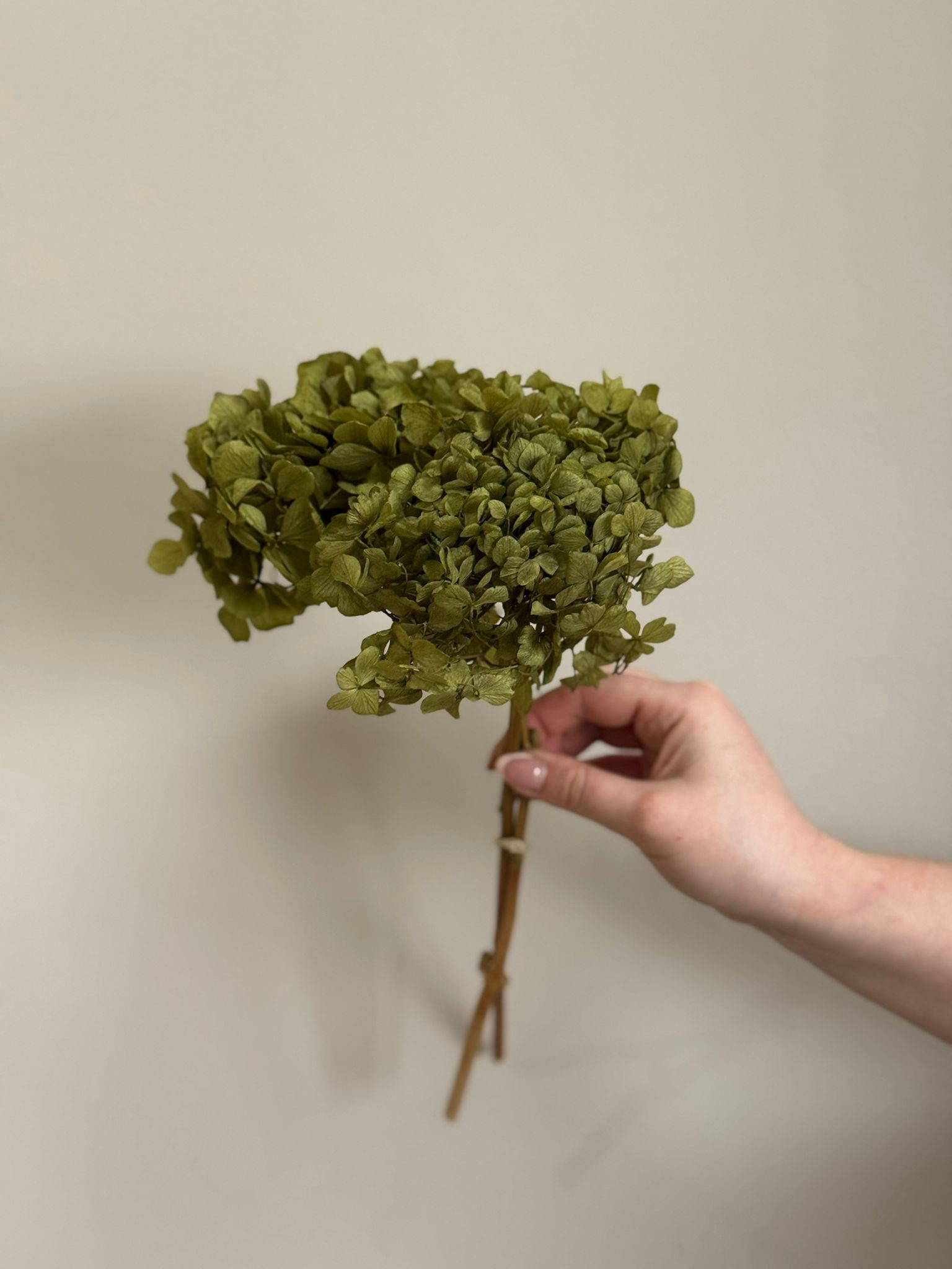 Dried Moss Green Hydrangeas Bunch