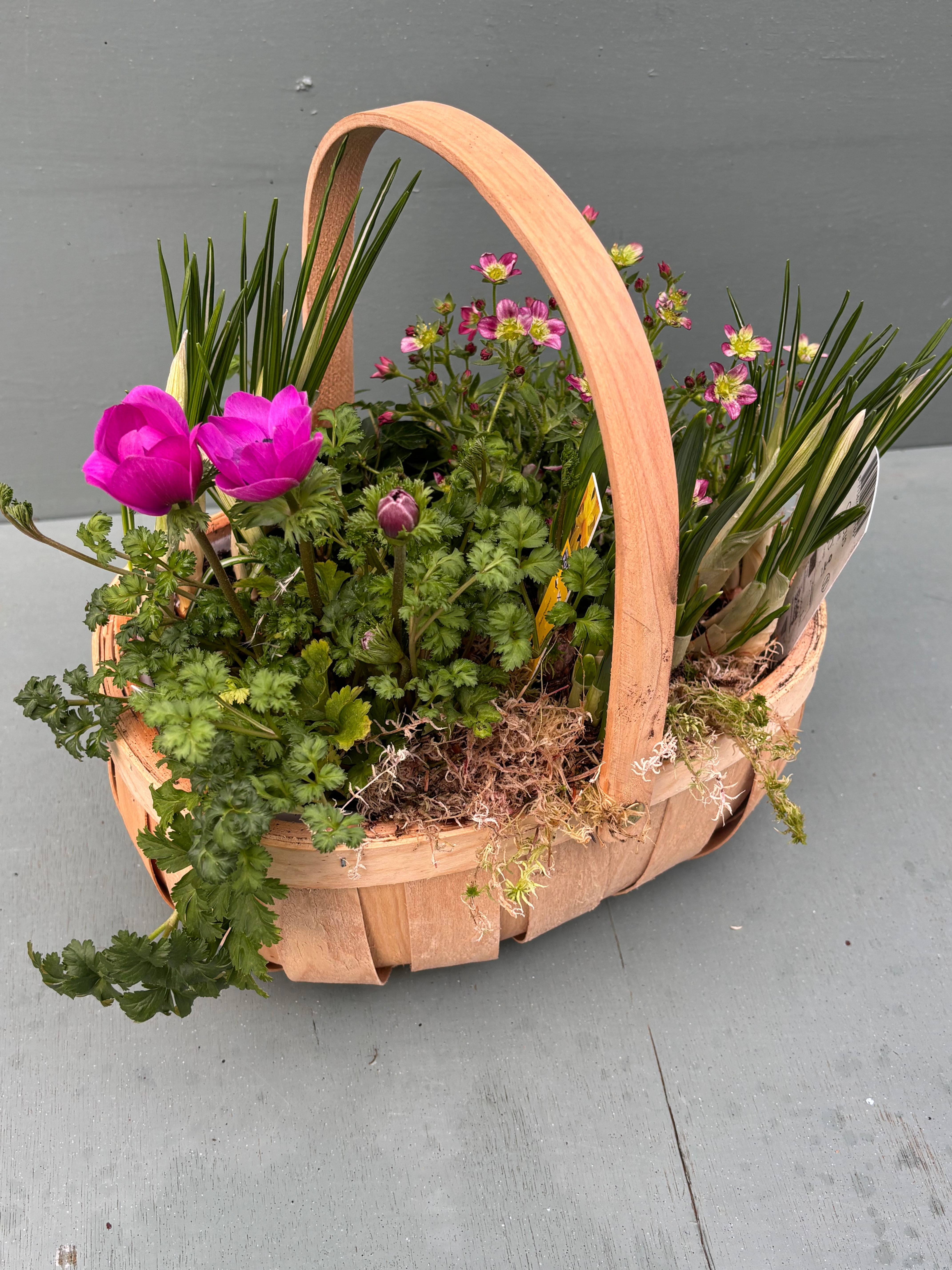 Mixed Plant Basket