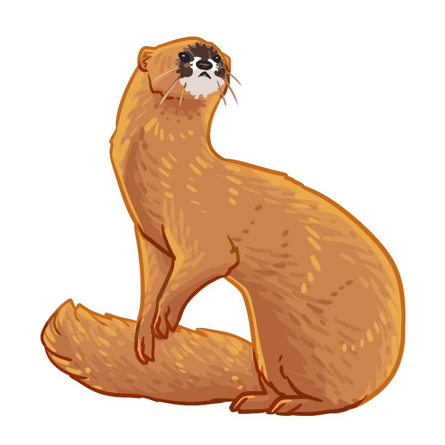 siberian weasel transparent