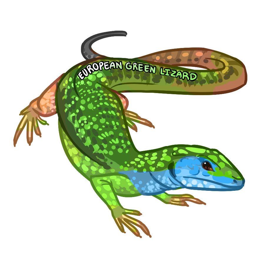 european green lizard