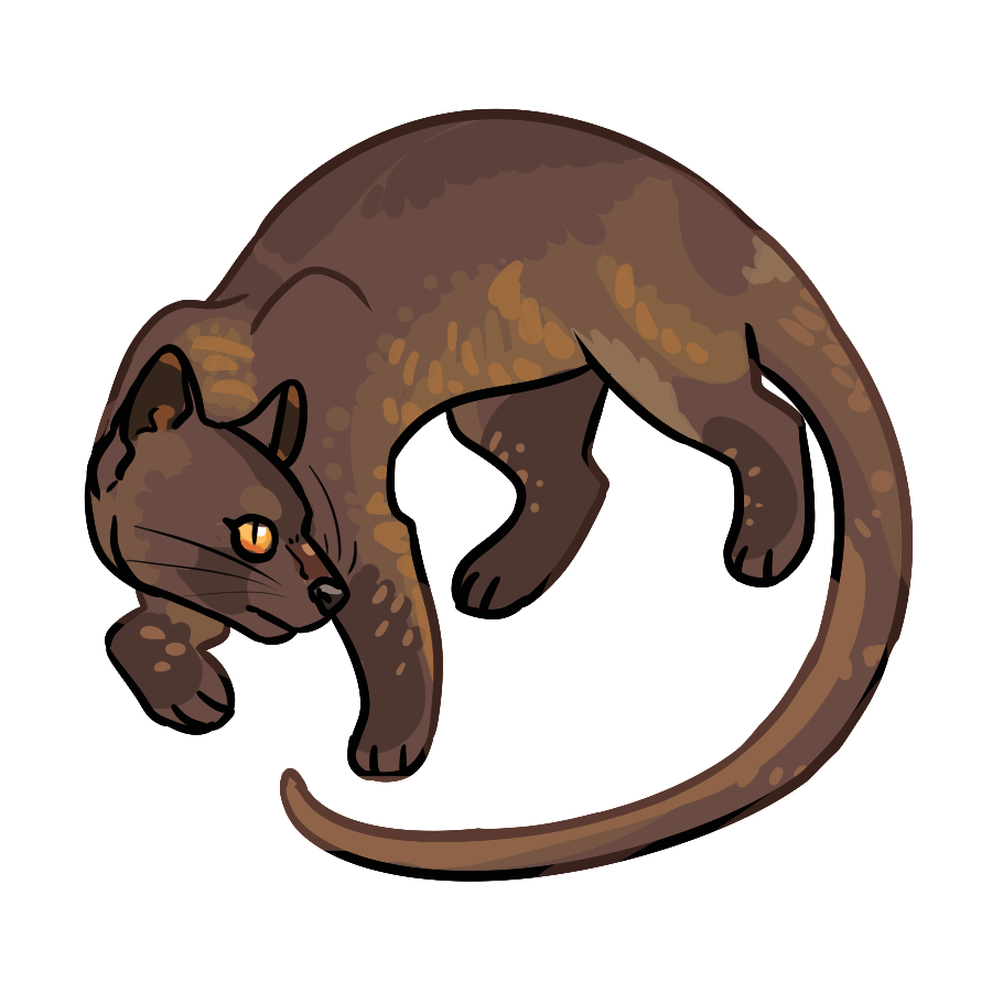 fossa transparent