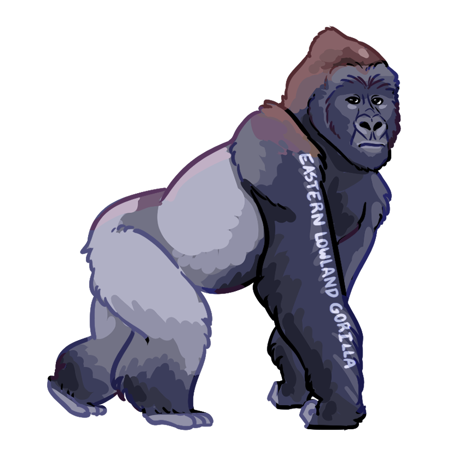 eastern lowland gorilla