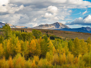 Golden aspen trees in fall color fill the foreground with the Gros Ventre mountains rising in the distance under a partly cloudy sky in Wyoming.