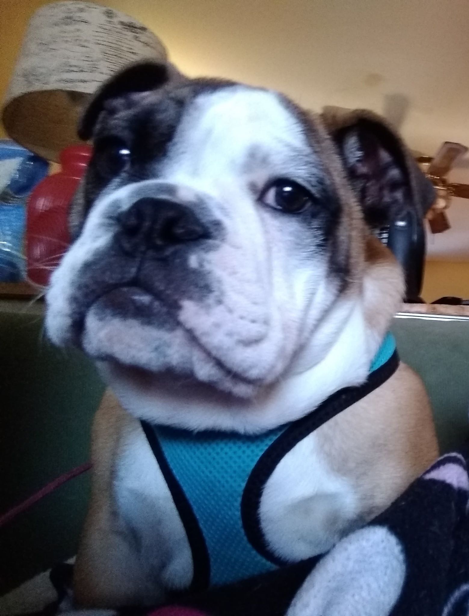 tonka