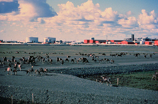 Caribou walk across a gravel pad at Kuparuk, 45 miles away from Prudhoe Bay, with oilfield facilities in the background