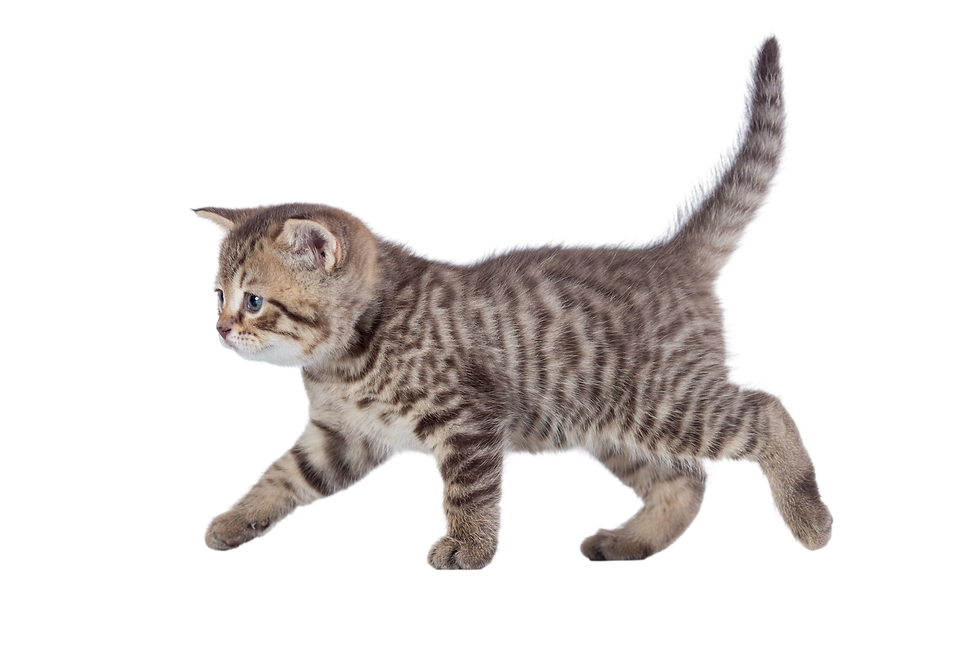 fvet-animal-1-scaled.jpeg
