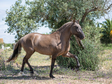 Coudelaria Lusitana - Tana Simone