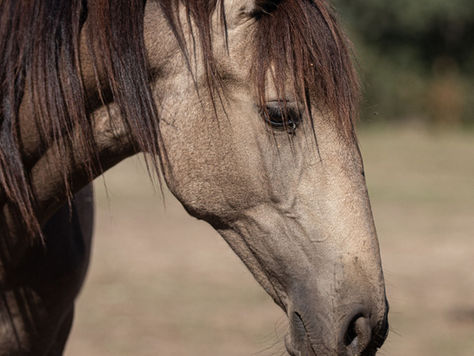 In search of her human...Lusitano filly