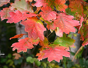 WEB HERBSTZAUBER 1.jpg