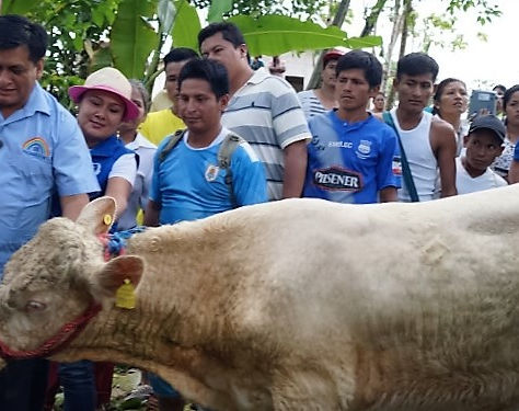 MEJORAMIENTO DE RAZA BOVINA ES IMPULSADO POR LA PREFECTURA DE MORONA SANTIAGO