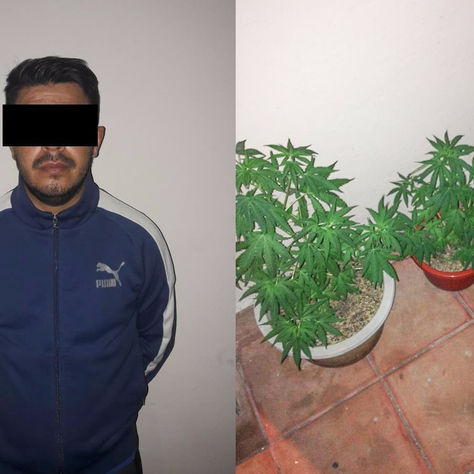 DETIENEN A CIUDADANO EN GUALACEO POR TENER JARDÍN DE MARIHUANA