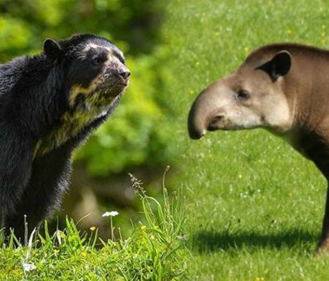 PREFECTURA DE MORONA SANTIAGO EMPRENDE PROYECTO PARA LA CONSERVACIÓN DEL OSO DE ANTEOJOS Y TAPIR