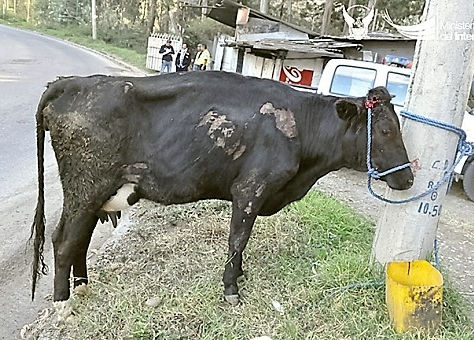 OPERATIVO POLICIAL PARA CAPTURAR LADRONES DE VACA EN SININCAY, CUENCA