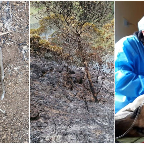 SANTA ISABEL: REPTILES CALCINADOS Y PERROS QUEMADOS, RESULTADO DE INCENDIOS FORESTALES