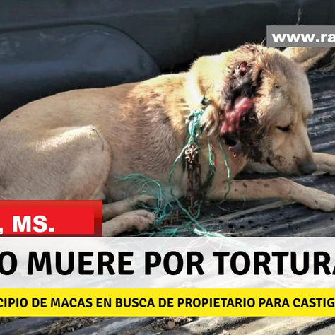 MACAS: VIOLENTO MALTRATO A MASCOTA CAUSA SU MUERTE