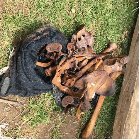 ENCUENTRAN HUESOS HUMANOS EN GIRÓN