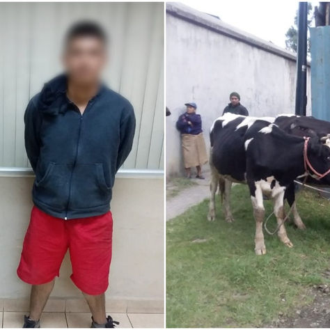 CUENCA: FUERON ATRAPADOS CUANDO LLEVABAN VACAS POR LA AV. DE LAS AMÉRICAS