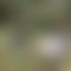 NOVEDADES POLICIALES MORONA SANTIAGO: DESALOJOS, DETENIDOS POR ROBO, CLAUSURA DE LOCALES