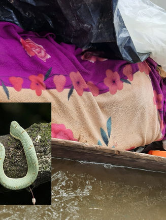 SERPIENTE DEJA A COLEGIAL AL BORDE DE LA VIDA Y LA MUERTE